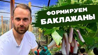 Все о формировании БАКЛАЖАНОВ | Безупречный парник своими руками. Мульчирование. Защита от болезней.