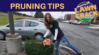 How to Prune a Shrub | Pruning Tutorial | Shrub Pruning 101 | X-Method Pruning Technique