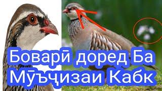 Ҳатман бинед Кабк ҳо чӣ кор карданд як мӯъҷиза