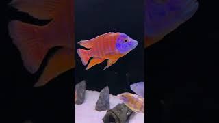 3 of the BEST African Cichlids!