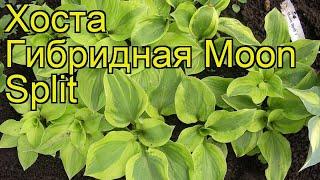 Хоста гибридная Мун Сплит. Краткий обзор, описание характеристик hosta hybridum Moon Split