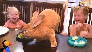 Giant Bunny Has The Best Family - COCOA PUFF | The Dodo