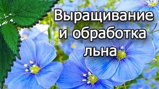 Выращивание и обработка льна. Пряжа лен. Кудель. Волокна льна. Все из крапивы.