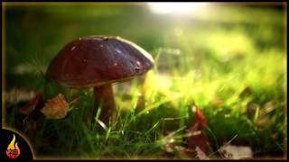 Whimsical Ambient Folk Music | Toadstools | Relax, Study, Ambience