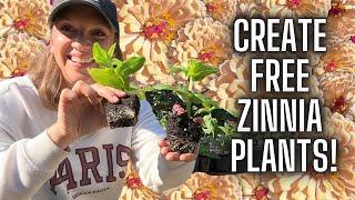 Propagating Zinnias - Rooted Plants in 3 Weeks! How to Propagate Zinnia Flowers from Side Shoots