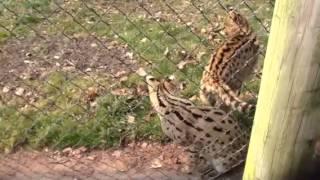 Serval Growls