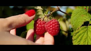 Eco Berry - Raspberry production processes