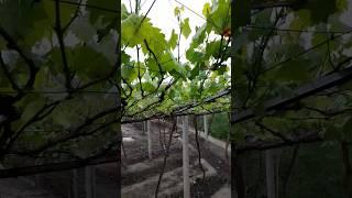  beautiful grape #shorts #grapefruit #vine #grapegarden