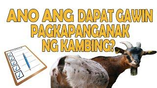 Ano ang dapat gawin PAGKAPANGANAK ng Kambing?