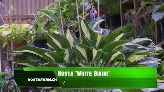 Hosta 'White Bikini'