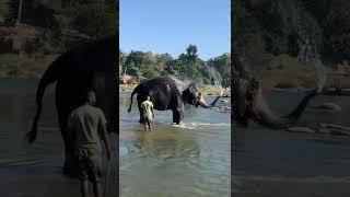 #Elephant bathing #Hampi #TBRiver