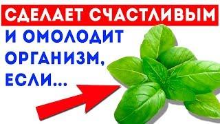 Узнай о 33 удивительных целебных свойствах базилика. Для здоровья