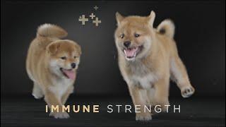 Help Your Dog Thrive at Any Age with Purina Pro Plan Dog Food