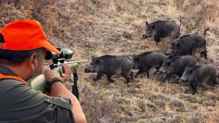 ENDLESS ACTION: INCREDIBLE MASSIVE BOAR SHOTS, EPIC DRONE HUNTING SCENES!