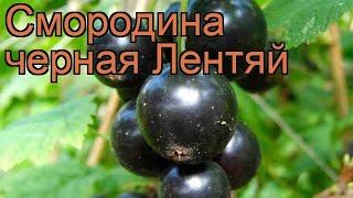 Смородина черная Лентяй (ribes nigrum lentiai)  Лентяй обзор: как сажать, саженцы смородины Лентяй