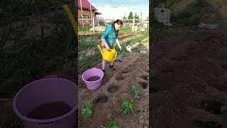 Посадка перцев | жизнь в деревне