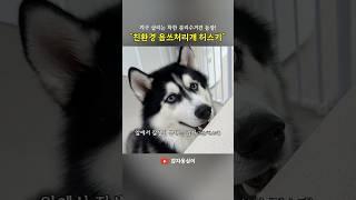지구 살리는 착한 허스키 감자 #허스키 #허스키감자 #시베리안허스키 #대형견 #husky #shorts