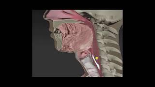 Anatomy & Physiology of Swallowing -- MBSImP Animations