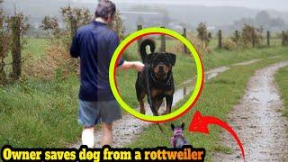 Owners protecting their dogs from Rottweiler, Cane Corso, Fila Brasileiro!!!