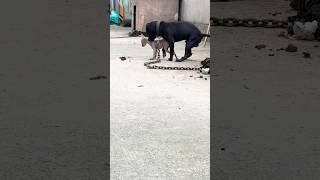 Playing #dog #dogvideo #dogfunny #doggielife