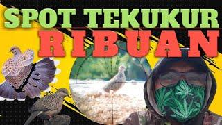 Hunting Tekukur di Spot Lama FX IMPACT Lokal CNC feat JSB Slug Knock Out