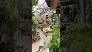 Plant parents in the Summer Vs. Winter 🪴 #houseplants #plantcare