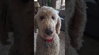 Artie's walk time ‍️#standardpoodle ##poodle #dogs #spoo #walk