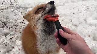 Ли Сяо / Alice the Fox Лиса Алиса (К Алисе с гостинцами!!)