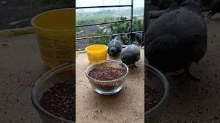 Bird's Feeding ASMR #birds #pigeon #shorts