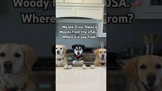 Hi!! We are Dixie, Daisy & Wood from the USA Where are you from? #goldenretriever #husky