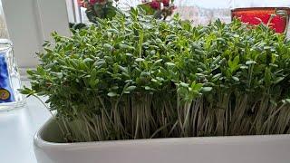 How to Make Sabzeh for Nowruz Persian New year with Cress - How to grow cress fast and easy