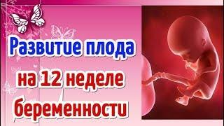 Развитие плода на 12 неделе беременности! Календарь беременности!