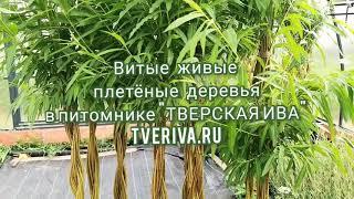 Живые плетеные витые деревья сплетены из сортовой ивы в питомнике ТВЕРСКАЯ ИВА