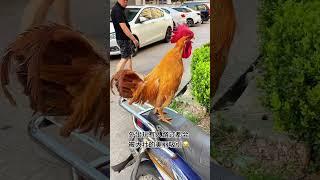 #Rooster# Cute pet# You are too beautiful # Animal confusing behavior # Cute pet's daily life