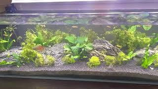 JBL plant mud substrate seem to make my tank neutral