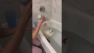 Showing how i give some of the kittens baths