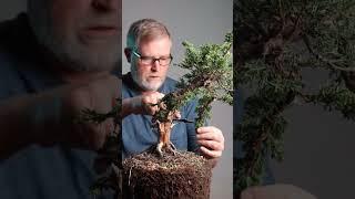 Bonsaify | Upright Juniper Nursery Stock Styling #bonsai #juniper #bonsaistyling