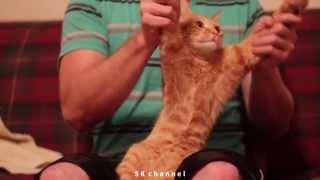 Рыжий кот танцует РЖАКА Red cat crazy dance