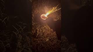 Captain America 🫡50g #banger #pyroaddicts