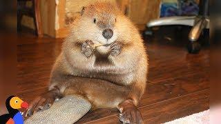 Rescue Beaver Loves Building Dams In His House - JUSTIN BEAVER | The Dodo