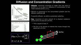 Fick's First Law (1): Diffusion, Flux, and Concentration Gradients