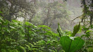 Tropical Rainstorm Sounds in Rainforest | Rain White Noise (No Thunder)