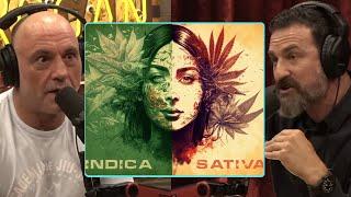 Canibus Biology Expert Says There Is No Difference Between Sativa & Indica Strains | Joe Rogan