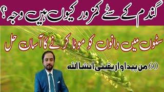 گندم کے سٹے کمزور کیوں ہیں وجہ اور اسکا حل| How to increase weight grains of wheat crop