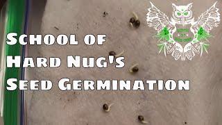 School of Hard Nug's Seed Germination