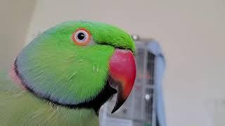 Indian Ringneck Parrots playing