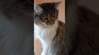 Good morning #cat