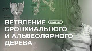 Ветвление бронхиального и альвеолярного дерева | Анатомия