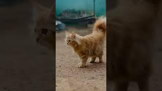 Beautiful perzion cat pet addiction #addiction#petlover #farm #village life