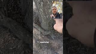 ️ Warning: Girdling Roots may be 'un-aliving' Your Tree!  How to remove them at Home #arborist